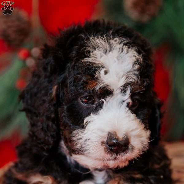 Barry, Mini Bernedoodle Puppy